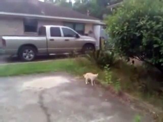 Le match : Chat contre pie, qui est le vainqueur???