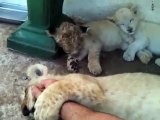 De mignons petits lionceaux se laissent caresser