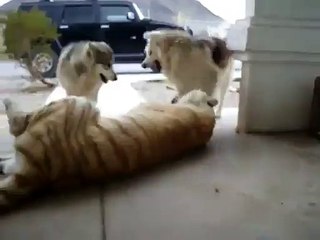 Le fauve qui joue avec deux chiens...