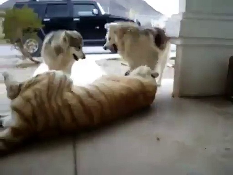 Le fauve qui joue avec deux chiens...