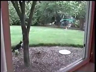 Un chat VS lapin, qui gagnera le match?