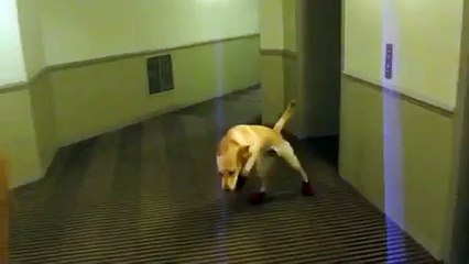 Un chien à chaussettes, c'est toujours drôle