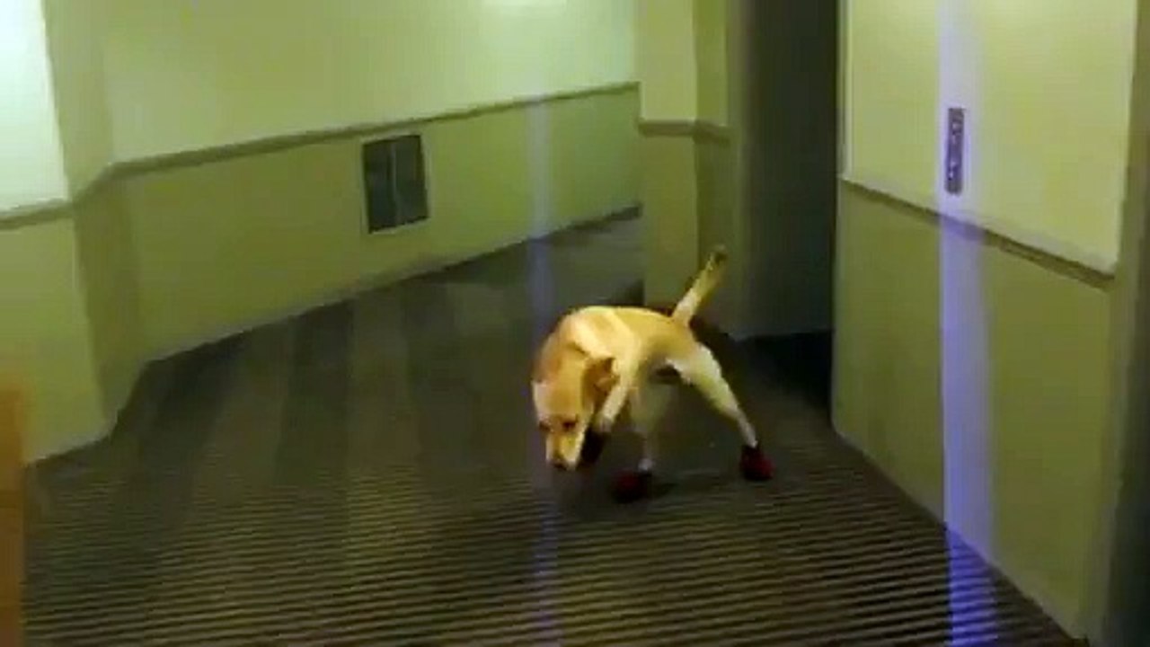 Un chien à chaussettes, c'est toujours drôle