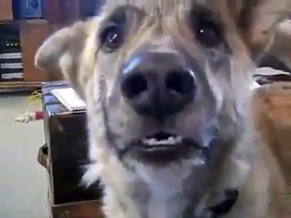 Un chien délirant qui parle, trop fort