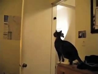 Un chat dressé pour des missions impossibles