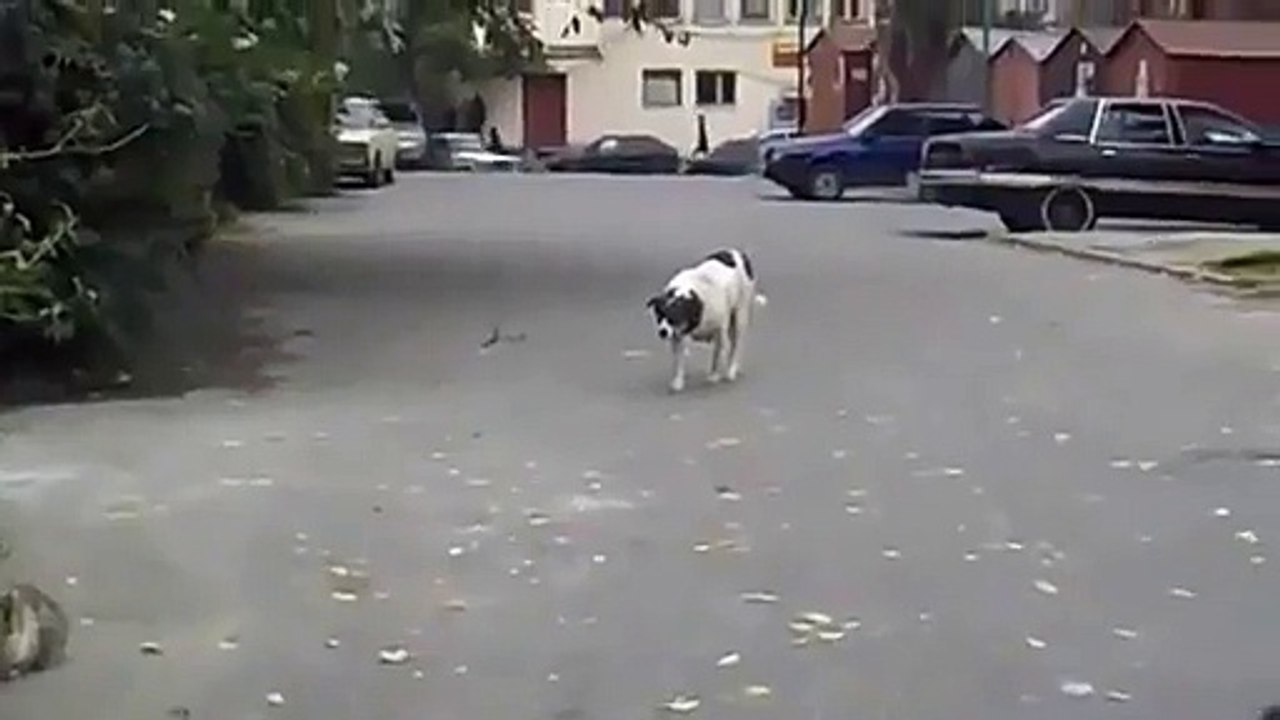 Un chien aux allure de fauve d'Afrique