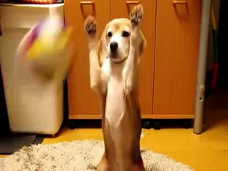 Le petit chien qui attrappe la balle