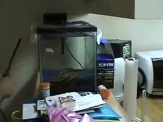 Deux imbéciles font péter des pétards dans un aquarium