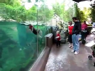 Une otarie qui fait la course avec un petit garçon