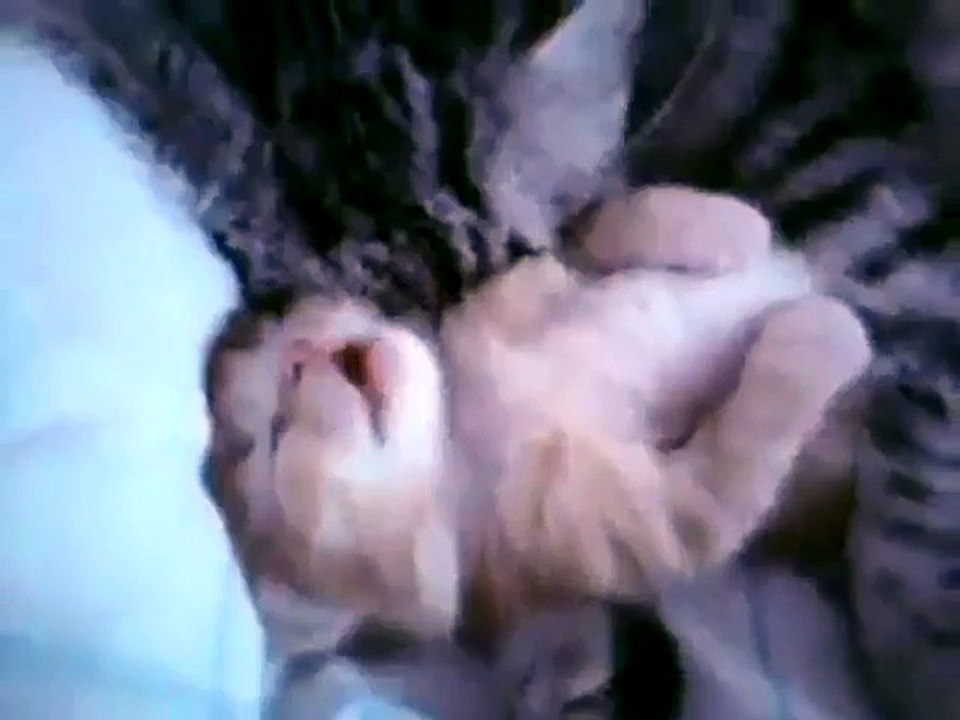 Un petit chaton qui dort près de sa maman