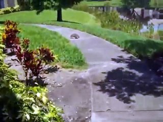 La tortue qui a pris des emphets pour courir plus vite
