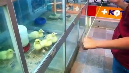 Les canetons ont le rythme dans la peau