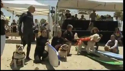 Initiation au surf pour tous les chiens