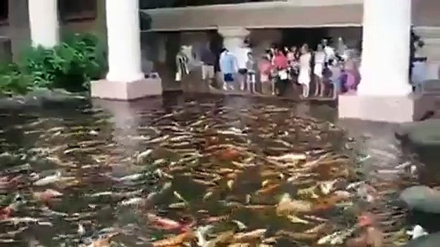 Un étang bourré de poissons affamés