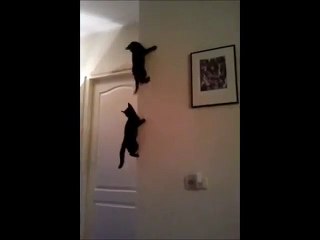 Deux petits chatons grimpent aux murs