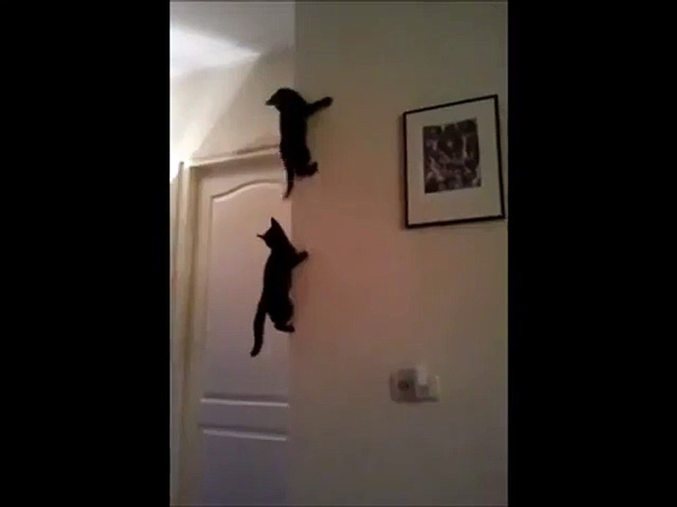 Deux petits chatons grimpent aux murs