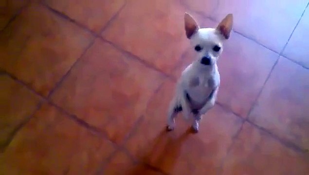 Un chihuahua qui danse sur deux pattes