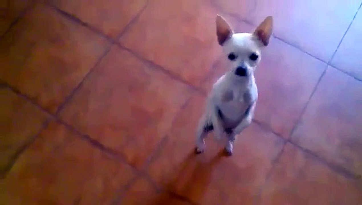 Un chihuahua qui danse sur deux pattes