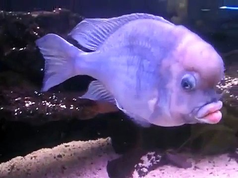 Un étrange poisson aux lèvres pulpeuses