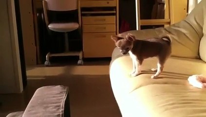 Un petit chien essaye de descendre du canapé