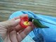 Nourrir un colibri est la chose la plus cool du monde !!