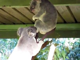 Madame Koala n'a pas les mêmes envies que Mr Koala