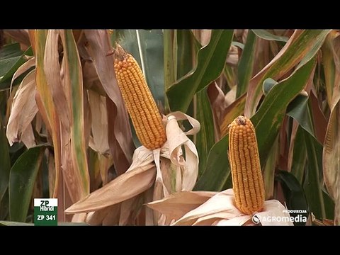 Nova generacija ZP hibrida Instituta za kukuruz Zemun polje_389_28.02.2015.