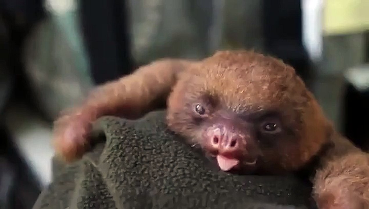 Un bébé paresseux déjà très paresseux