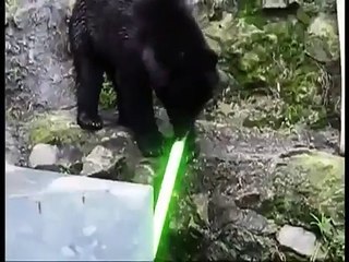Un ours joue avec un sabre de Jedi...