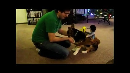 Un chien devient taureau de rodéo...