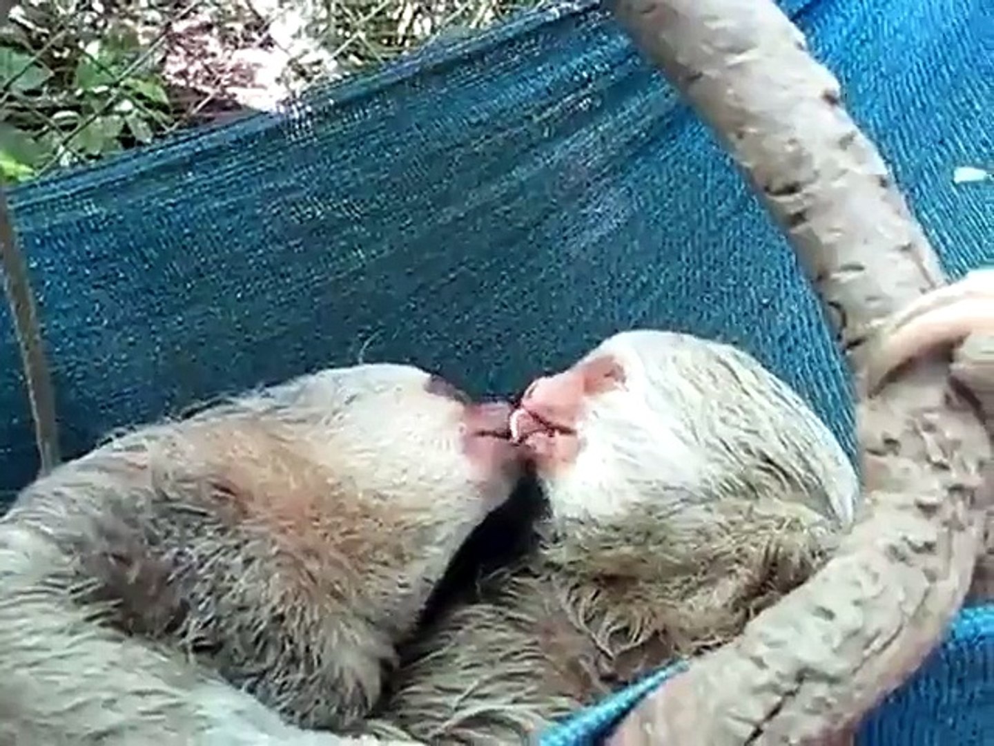 Des paresseux amoureux font pleins de bisous - Vidéo Dailymotion