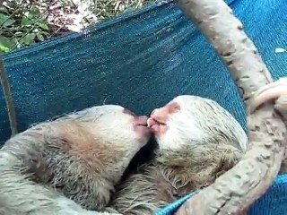 Des paresseux amoureux font pleins de bisous