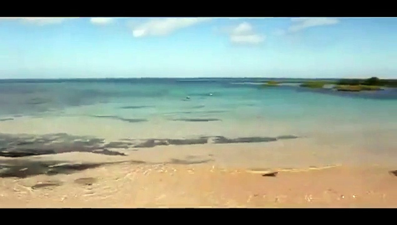 Attention : Chiens méchants attaquent  requins