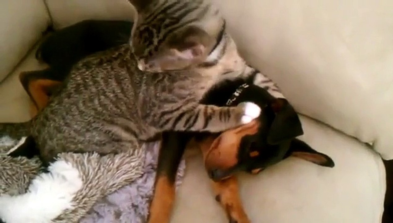 Un chat fait la toilette de son ami le chien