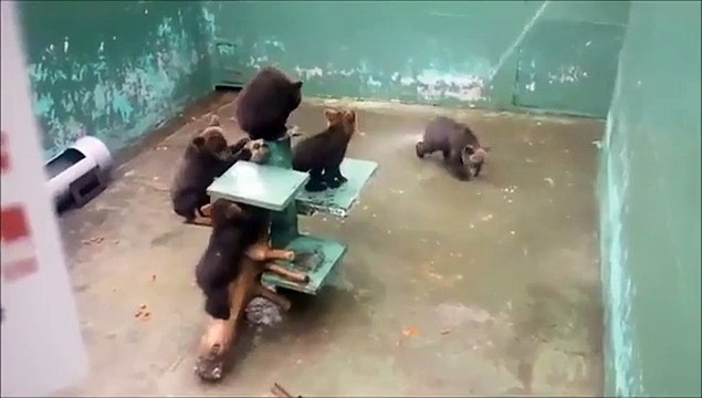 Cet enfoiré ennuie de petits oursons qui n'ont rien à faire là