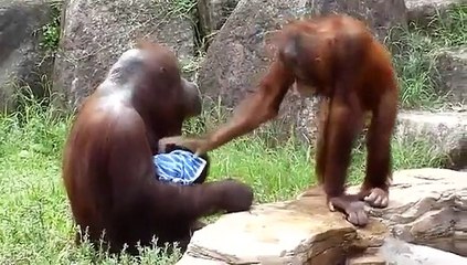 On ne peut pas dire que ce soit encore un animal sauvage