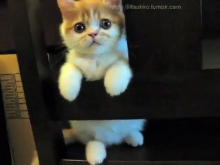 Un chaton se bat contre une chaise pour en descendre