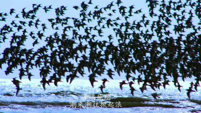 《海鷗飛處》 管弦樂 (1) Swarm of seabirds around West Coast of Malaysia 管弦樂