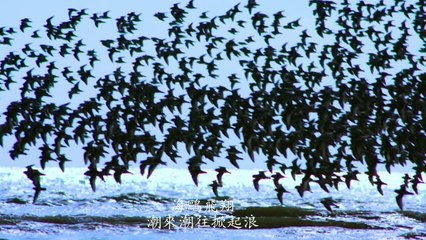 《海鷗飛處》  管弦樂 (1) Swarm of seabirds around West Coast of Malaysia 管弦樂