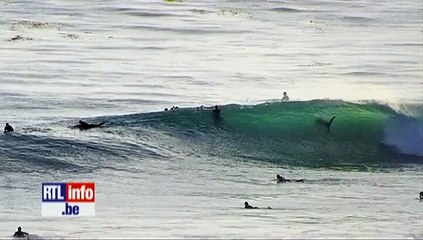 Au milieu des surfers un gros requin chasse...