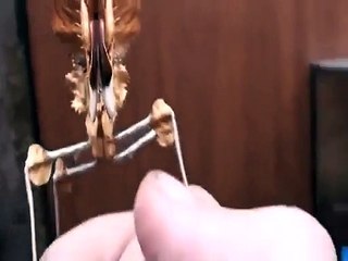 Une menthe religieuse essaie d'attaquer la main d'un homme