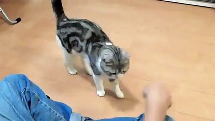 Un petit chat encore mieux dresser qu'un chien
