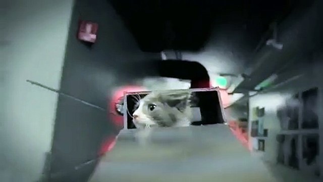 Deux chatons se croient dans le film Star Wars