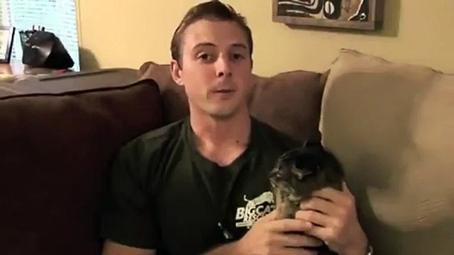 Les gros félins plus malins que les chats domestiques?