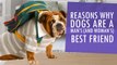 Reasons Why Dogs Are A Man's (And Woman's) Best Friend