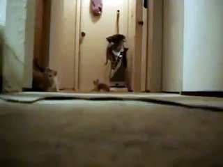 Le monstre aspirateur effraye les petits chatons