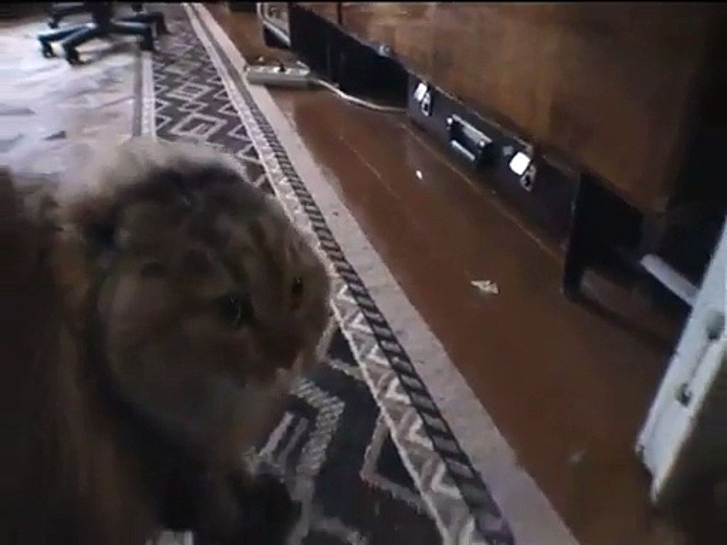 Le Chat Qui Fait No No No No No Video Dailymotion