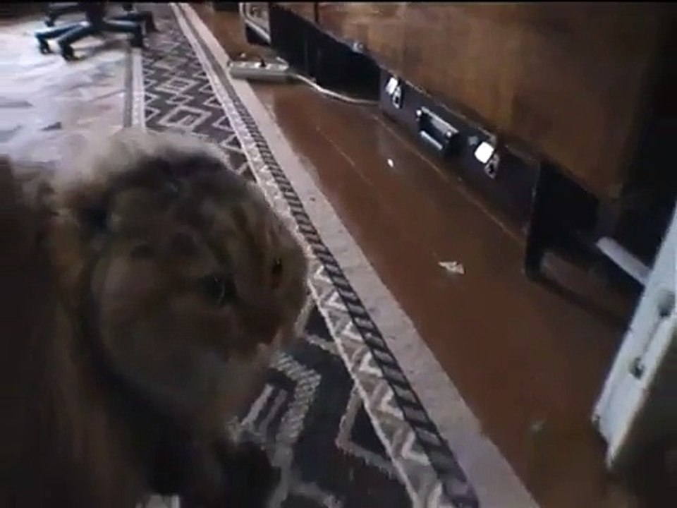 Le chat qui fait NO, NO, NO, NO, NO,...