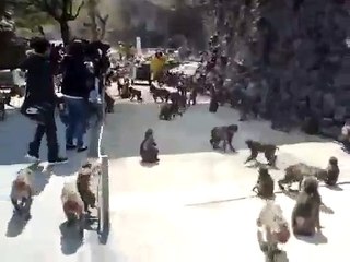 Comment nourrir une meute de singes!