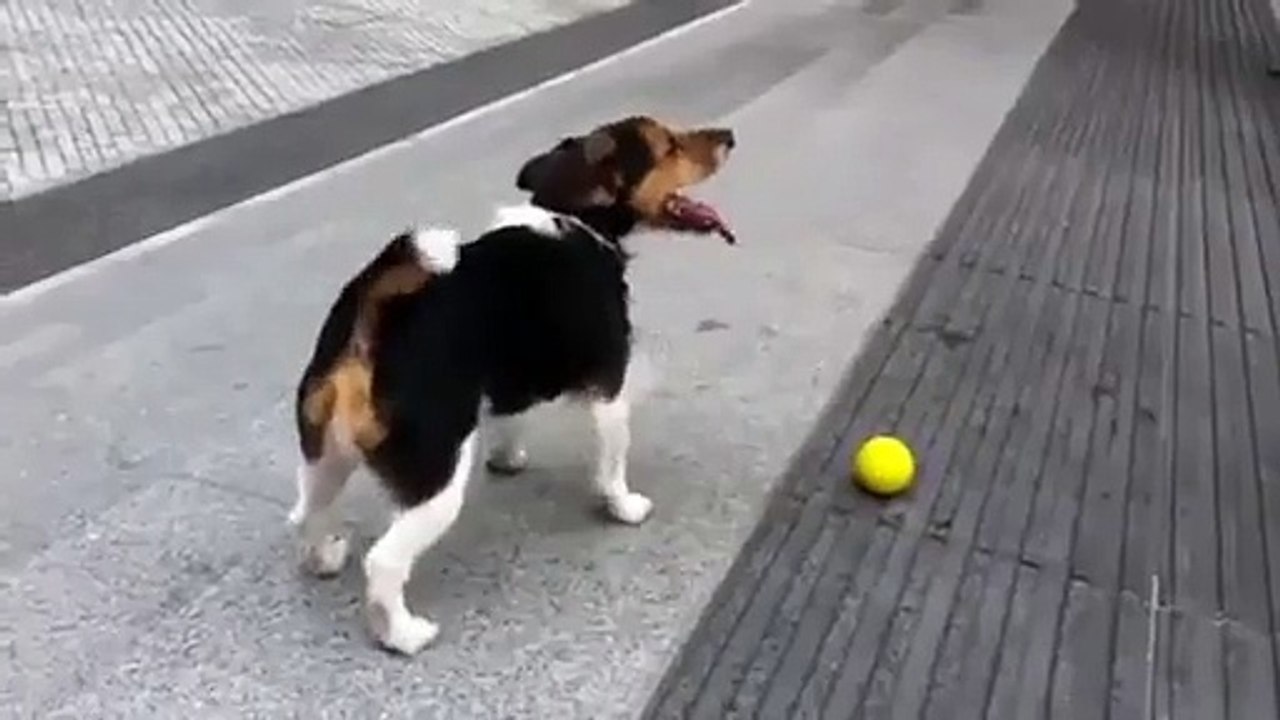Ce chien joue tout seul à la baballe
